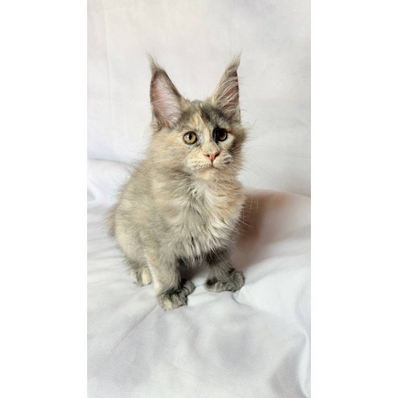 Maine Coon NOV Livia Polydactyl