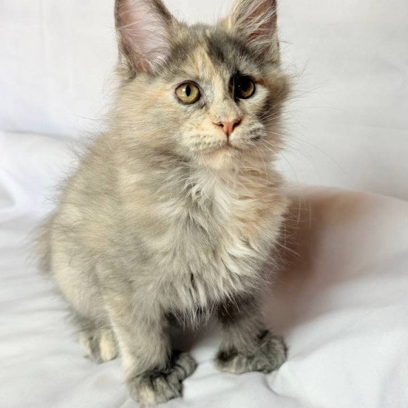 Maine Coon NOV Livia Polydactyl