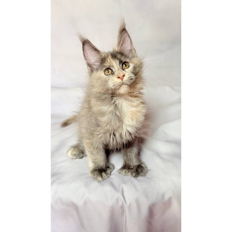 Maine Coon NOV Livia Polydactyl