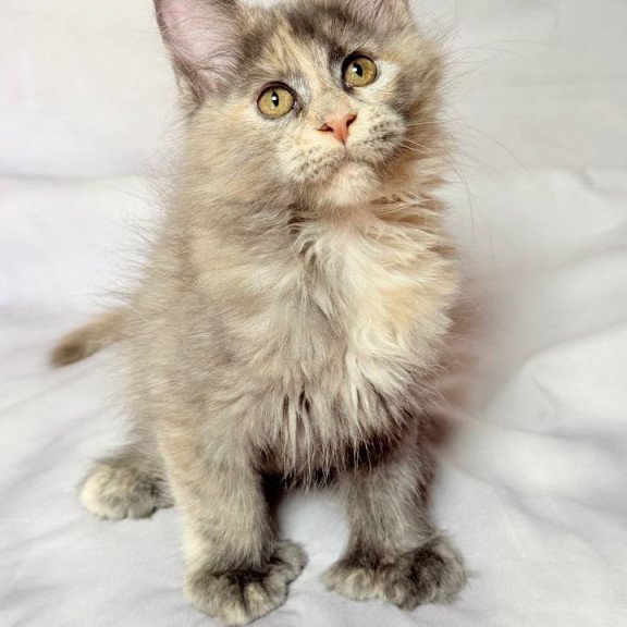 Maine Coon NOV Livia Polydactyl