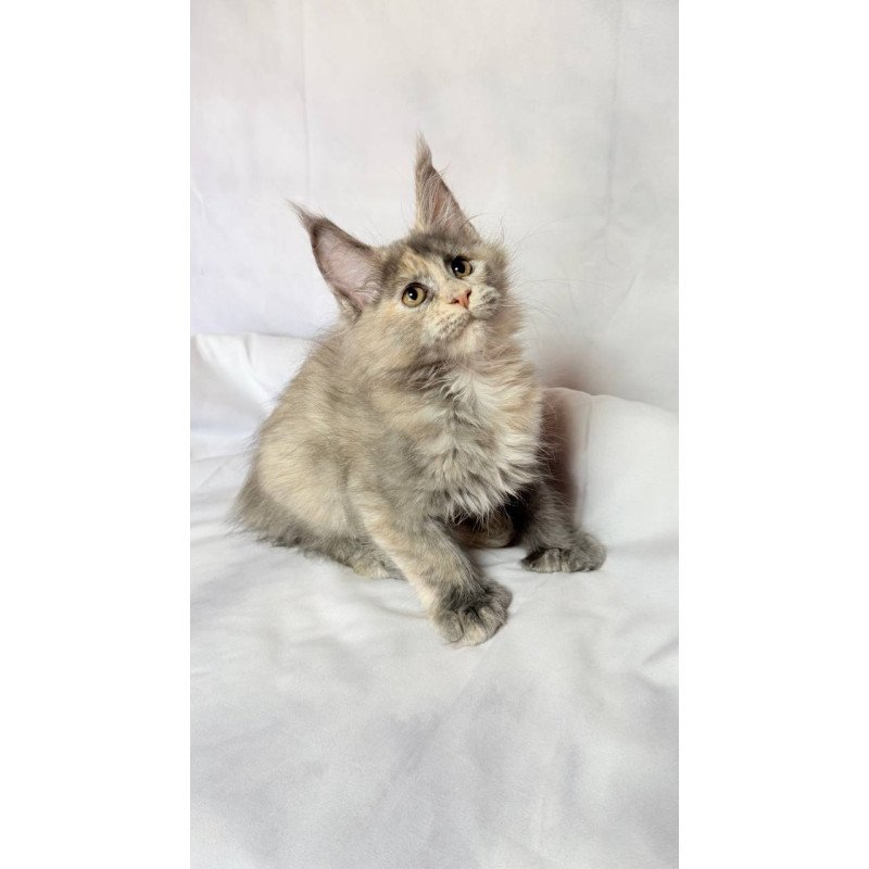 Maine Coon NOV Livia Polydactyl