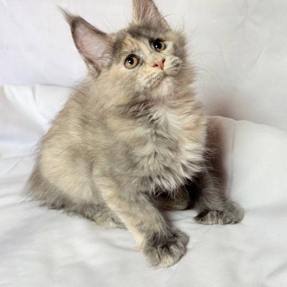Maine Coon NOV Livia Polydactyl