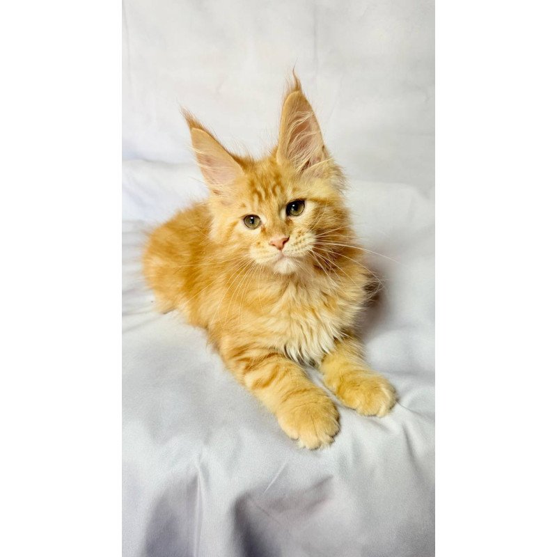 Maine Coon NOV Luthor