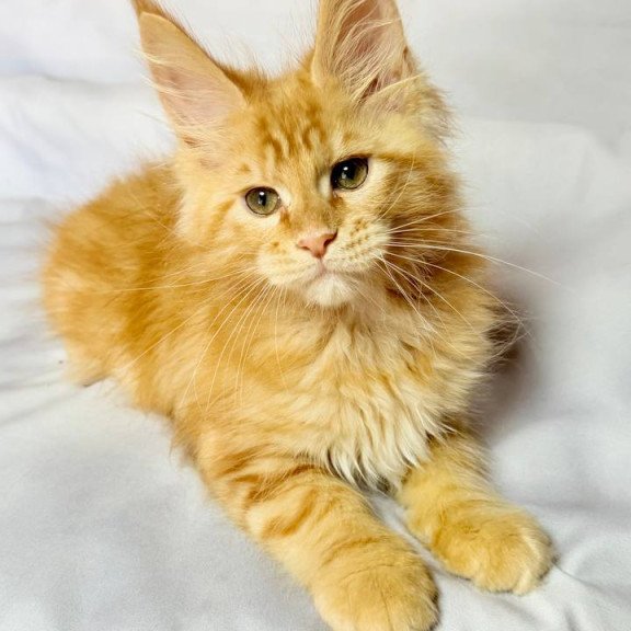 Maine Coon NOV Luthor