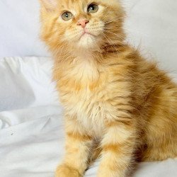 Maine Coon NOV Luthor