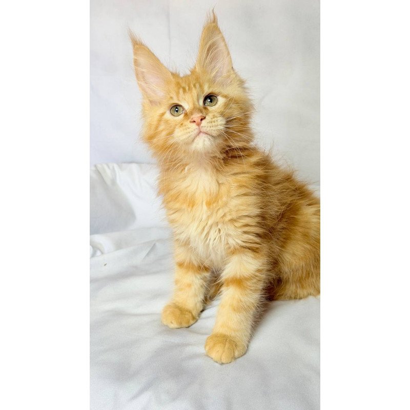 Maine Coon NOV Luthor