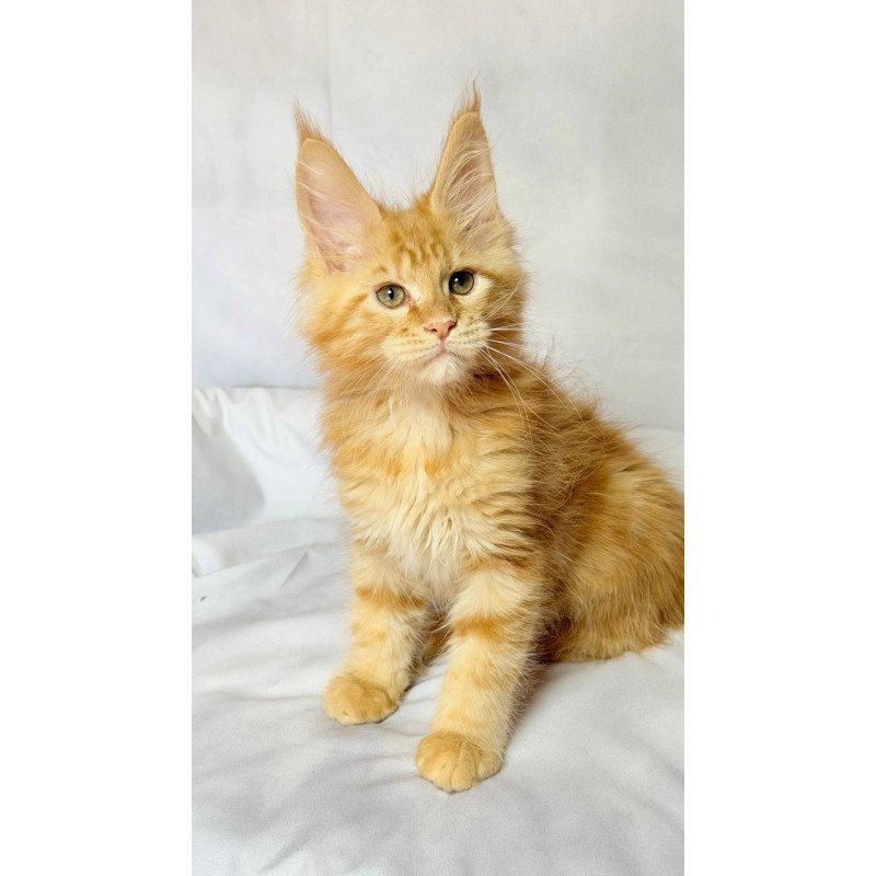 Maine Coon NOV Luthor