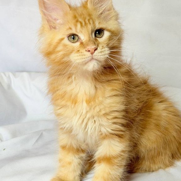 Maine Coon NOV Luthor
