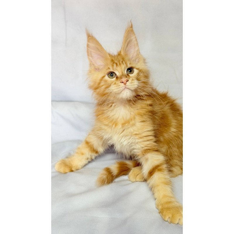 Maine Coon NOV Luthor