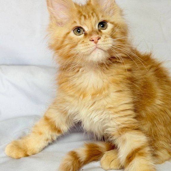 Maine Coon NOV Luthor
