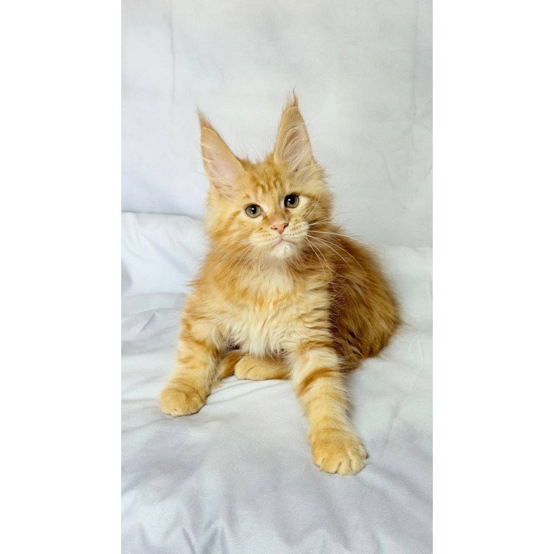 Maine Coon NOV Luthor