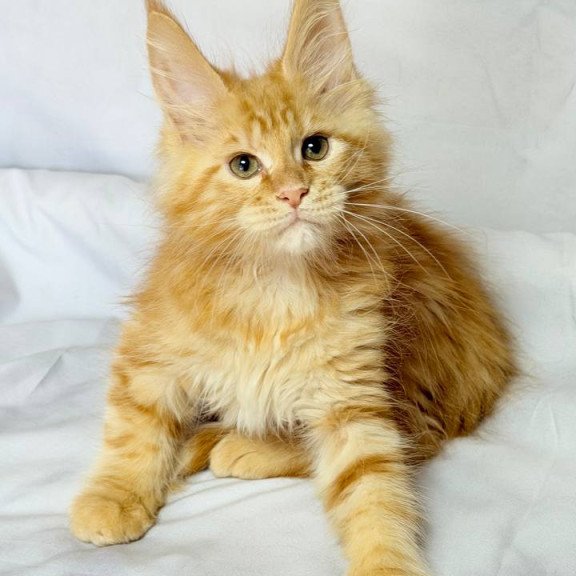 Maine Coon NOV Luthor
