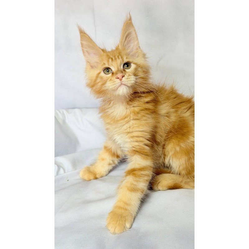 Maine Coon NOV Luthor