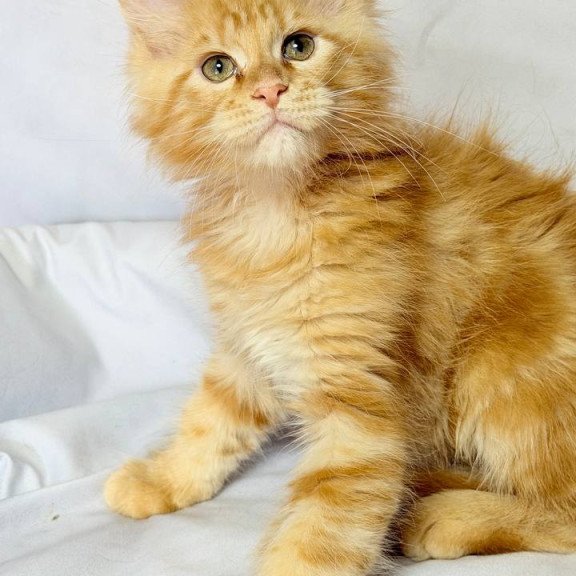 Maine Coon NOV Luthor
