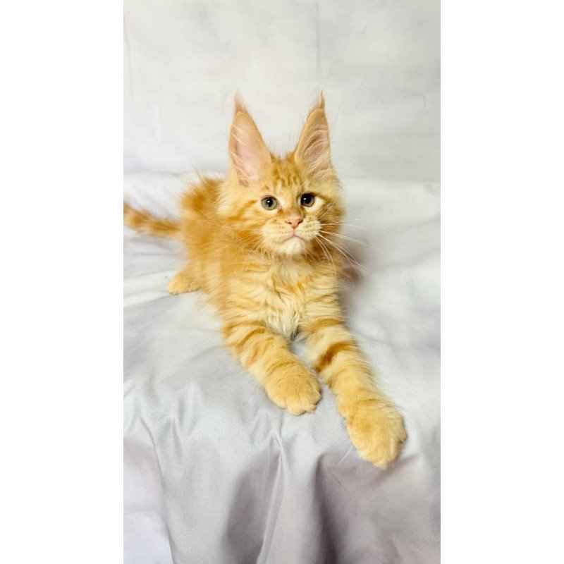 Maine Coon NOV Luthor