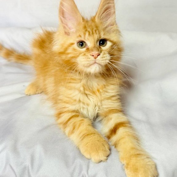 Maine Coon NOV Luthor