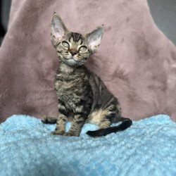 Devon Rex NOV Xanti