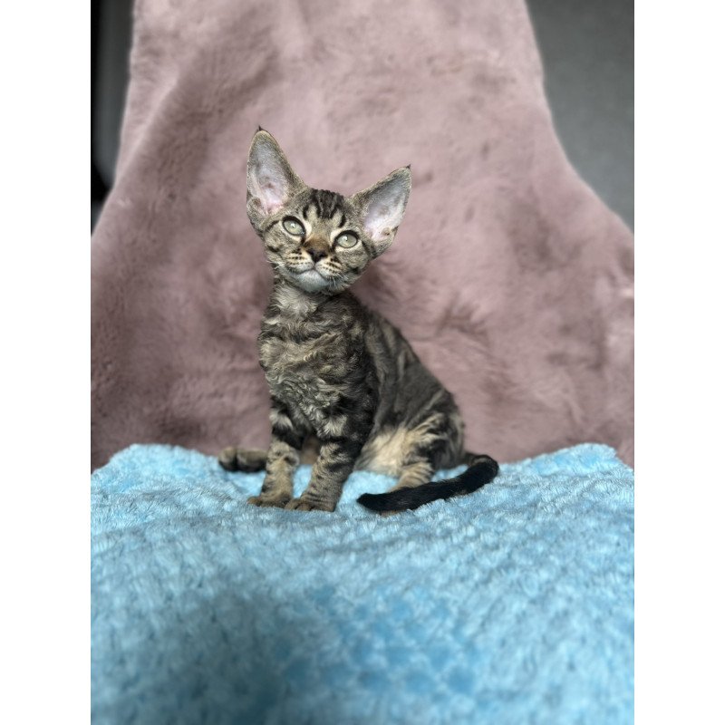 Devon Rex NOV Xanti