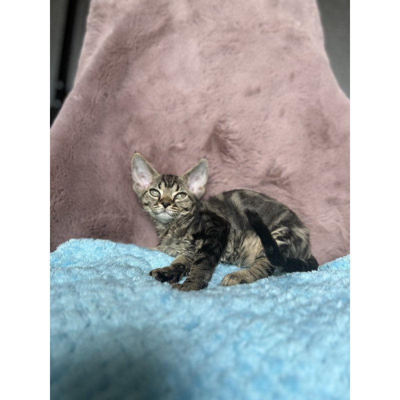Devon Rex NOV Xanti