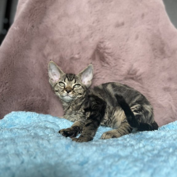 Devon Rex NOV Xanti