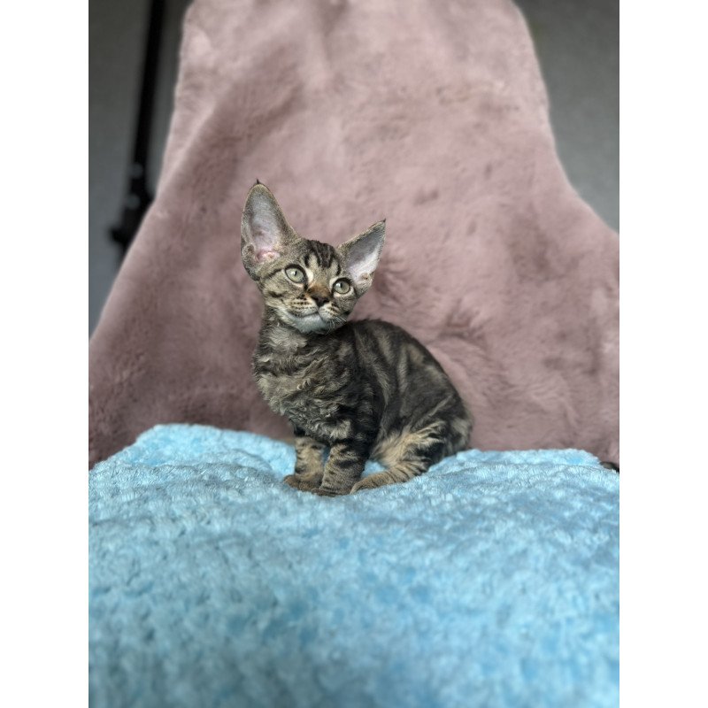 Devon Rex NOV Xanti