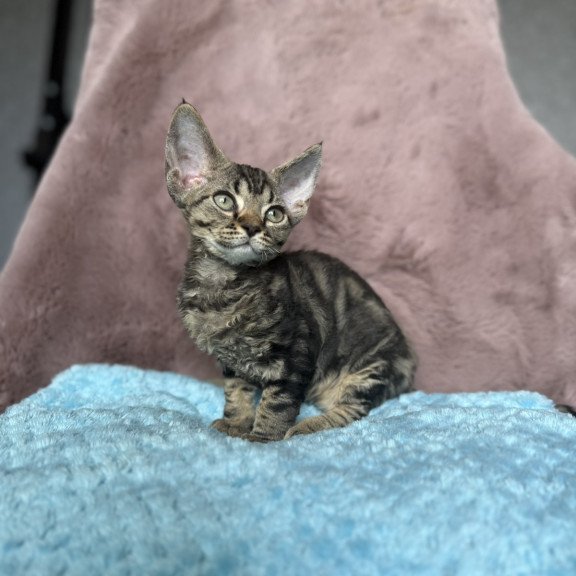 Devon Rex NOV Xanti
