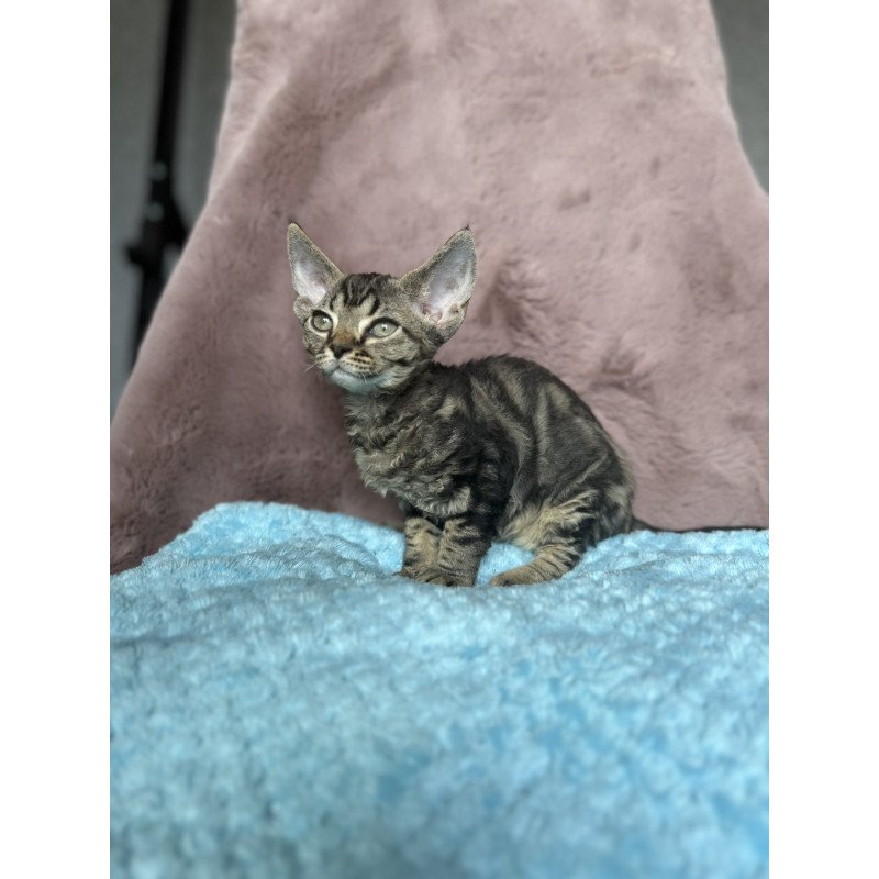 Devon Rex NOV Xanti
