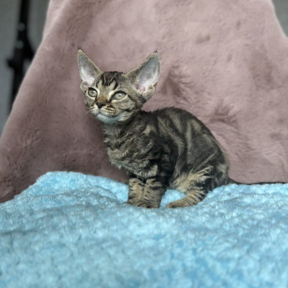 Devon Rex NOV Xanti