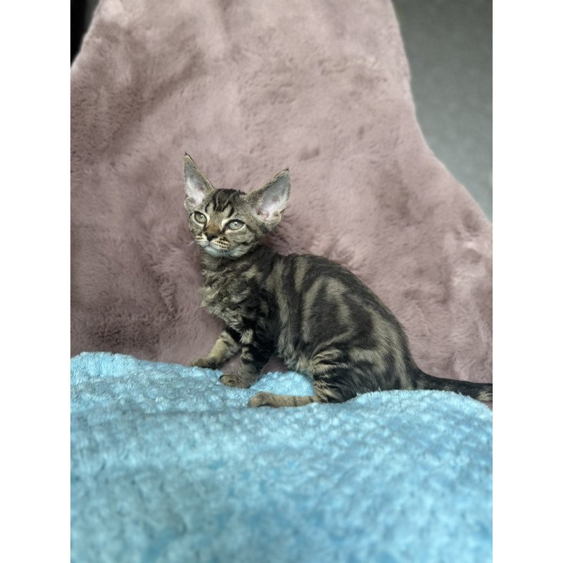 Devon Rex NOV Xanti