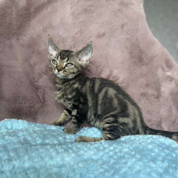 Devon Rex NOV Xanti