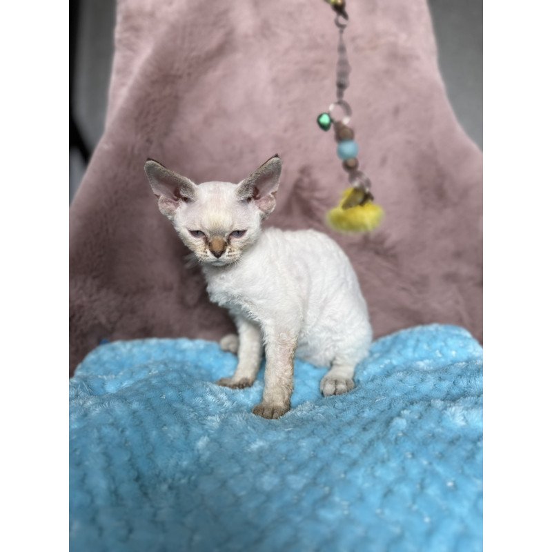 Devon Rex NOV Xia