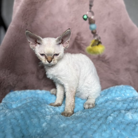 Devon Rex NOV Xia