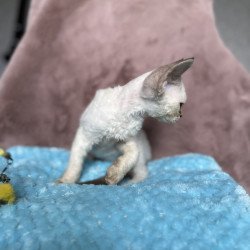 Devon Rex NOV Xia
