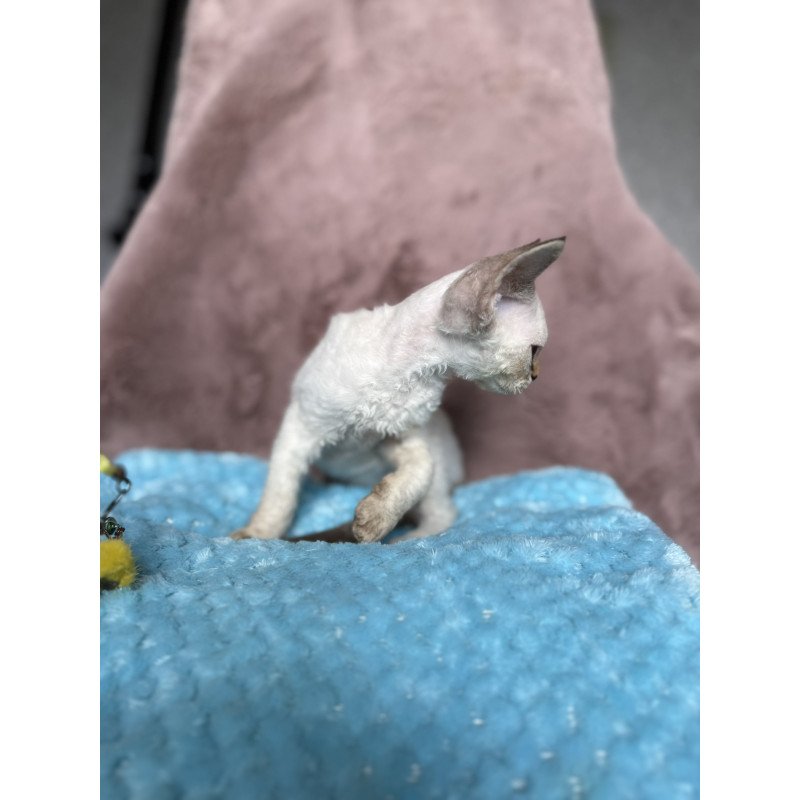 Devon Rex NOV Xia