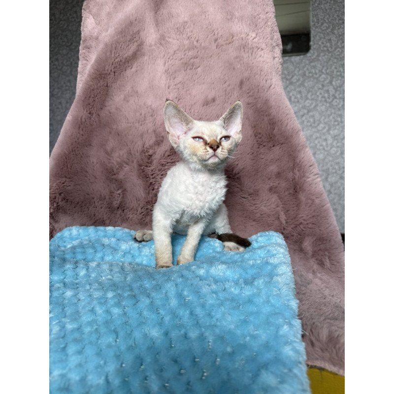 Devon Rex NOV Xia