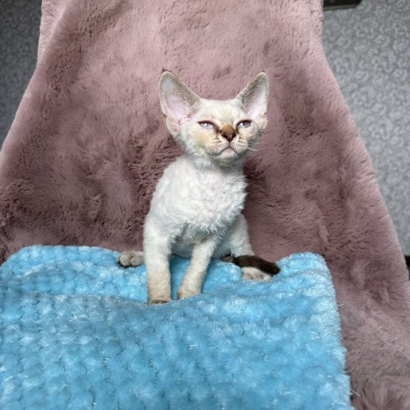 Devon Rex NOV Xia