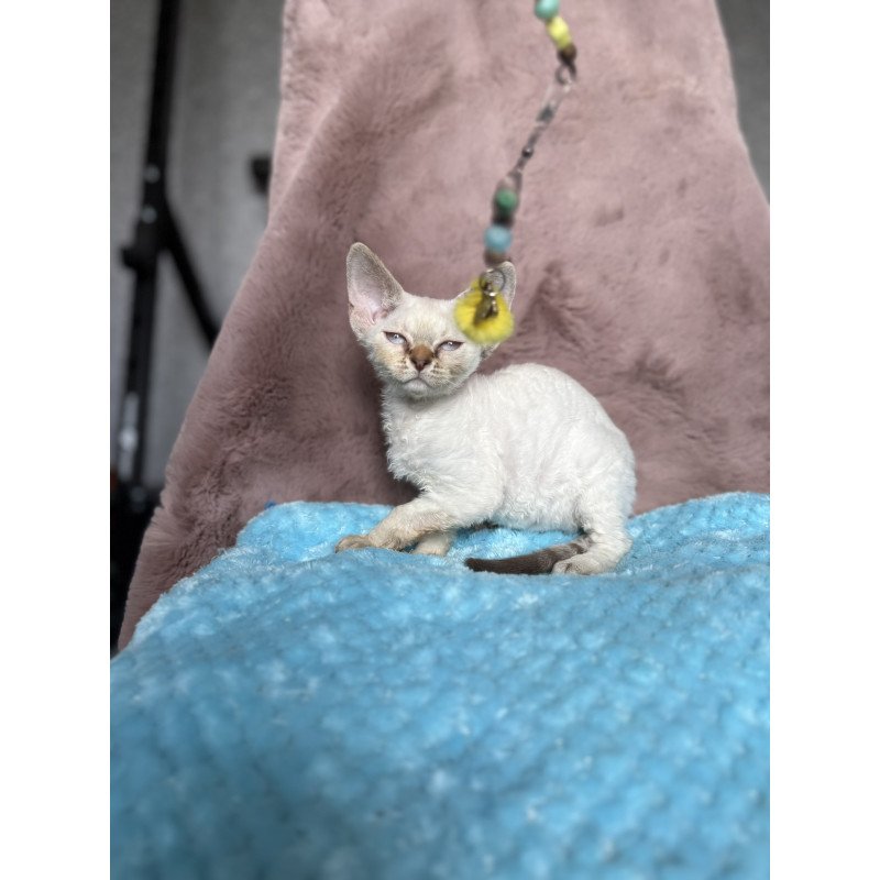 Devon Rex NOV Xia