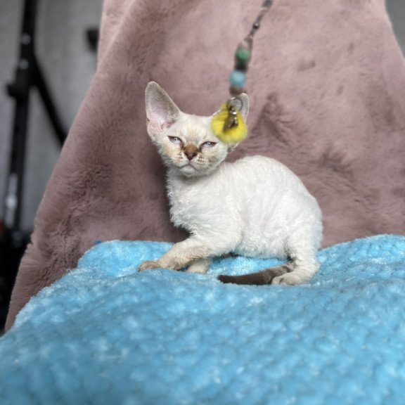 Devon Rex NOV Xia