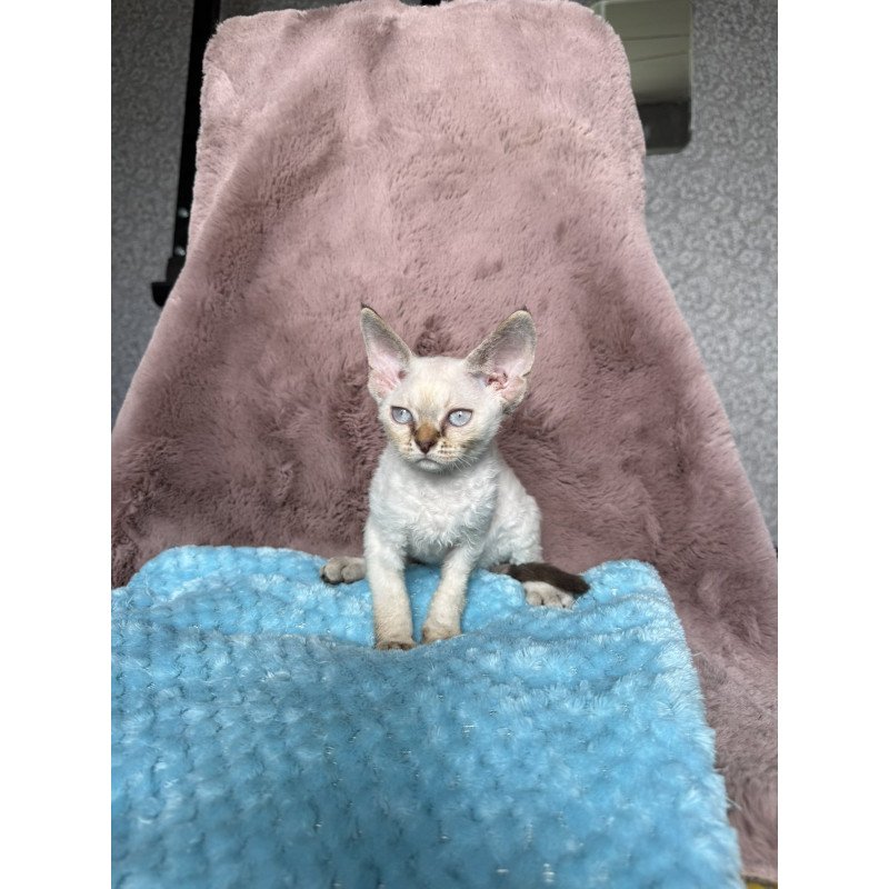 Devon Rex NOV Xia