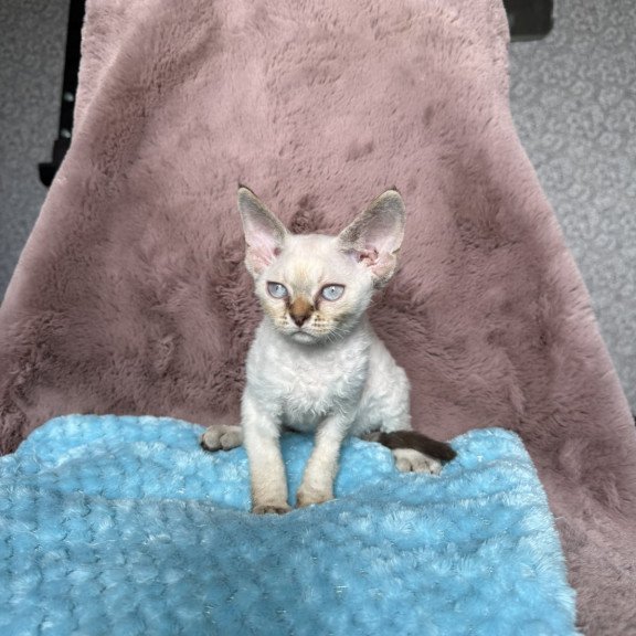 Devon Rex NOV Xia