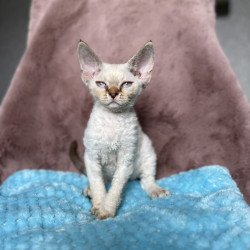 Devon Rex NOV Xia