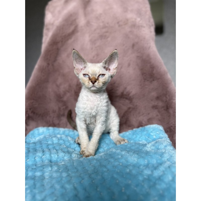 Devon Rex NOV Xia