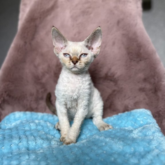 Devon Rex NOV Xia
