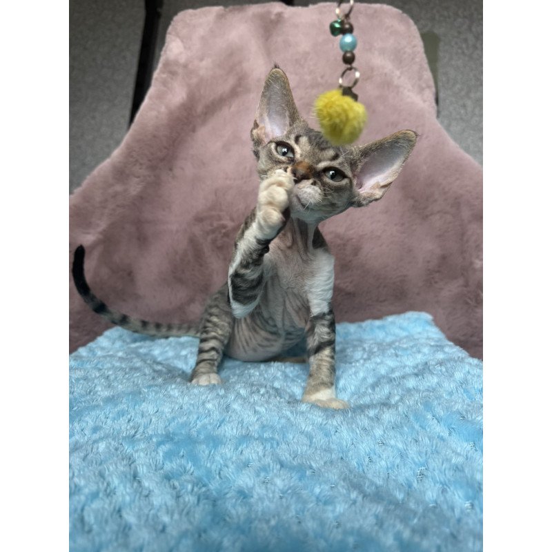 Devon Rex NOV Xenon