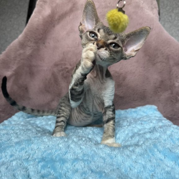 Devon Rex NOV Xenon