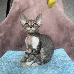 Devon Rex NOV Xenon
