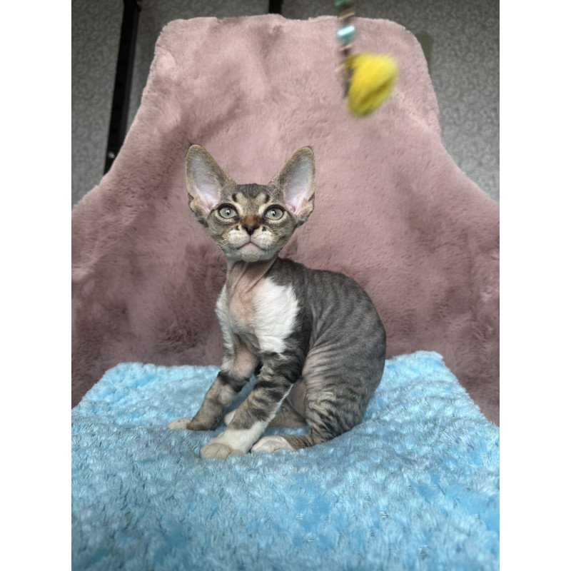 Devon Rex NOV Xenon