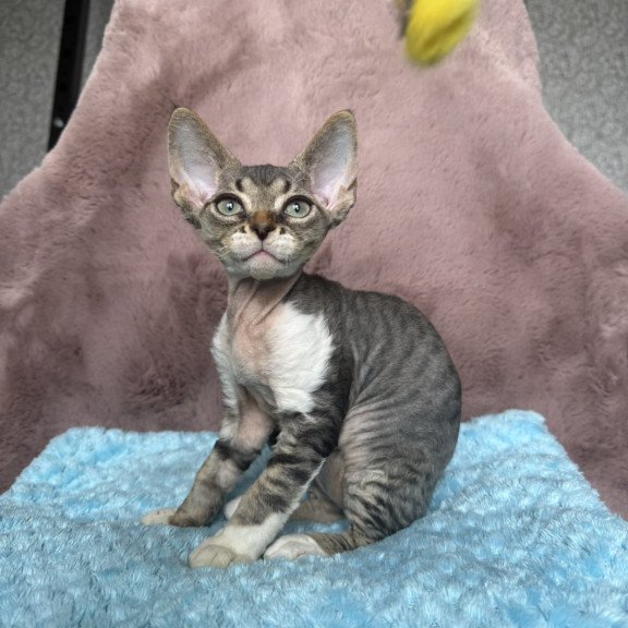 Devon Rex NOV Xenon