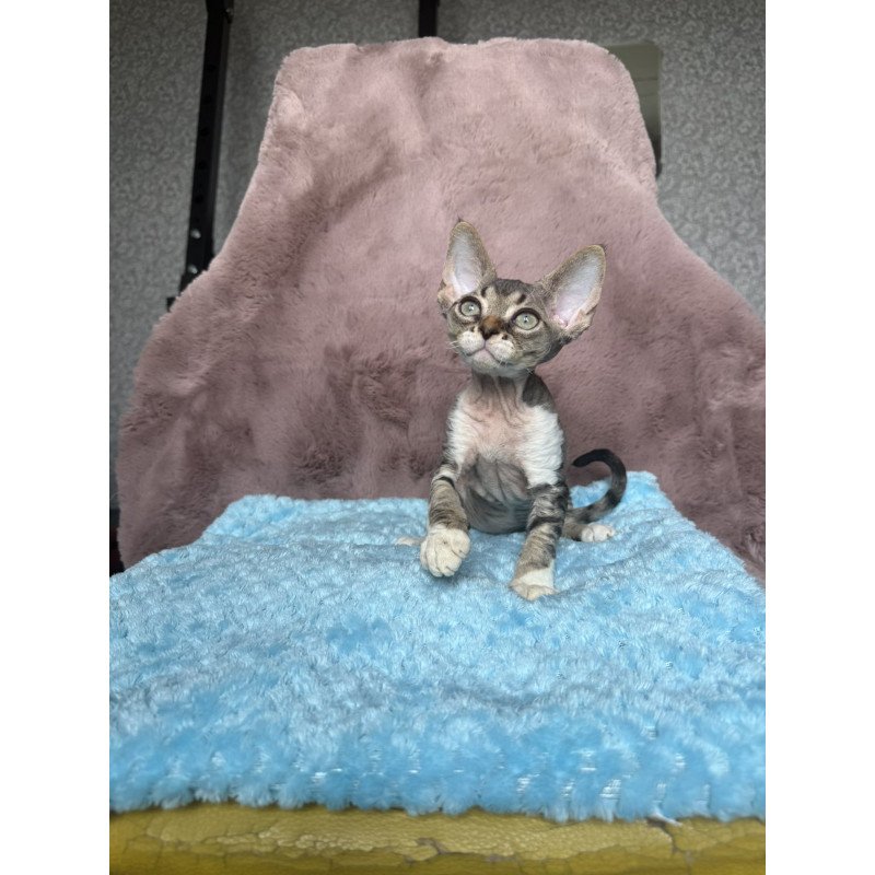 Devon Rex NOV Xenon