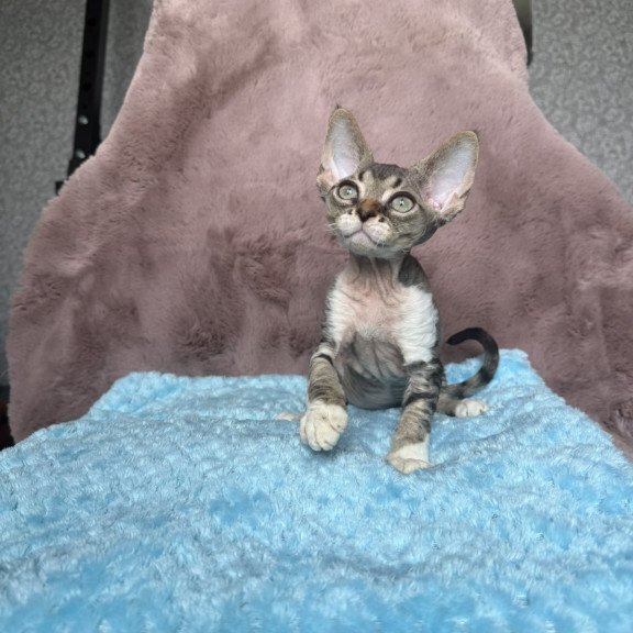 Devon Rex NOV Xenon